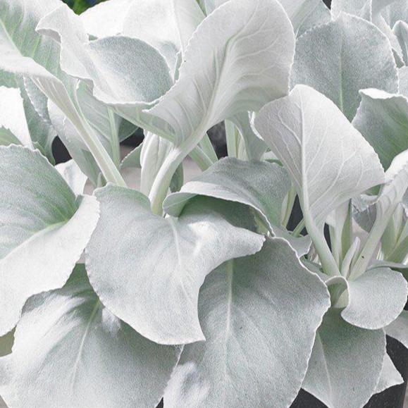 Angel Wings Senecio with silvery white felted leaves