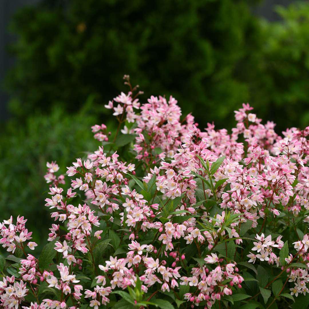 Deutzia yuki cherry blossom discount