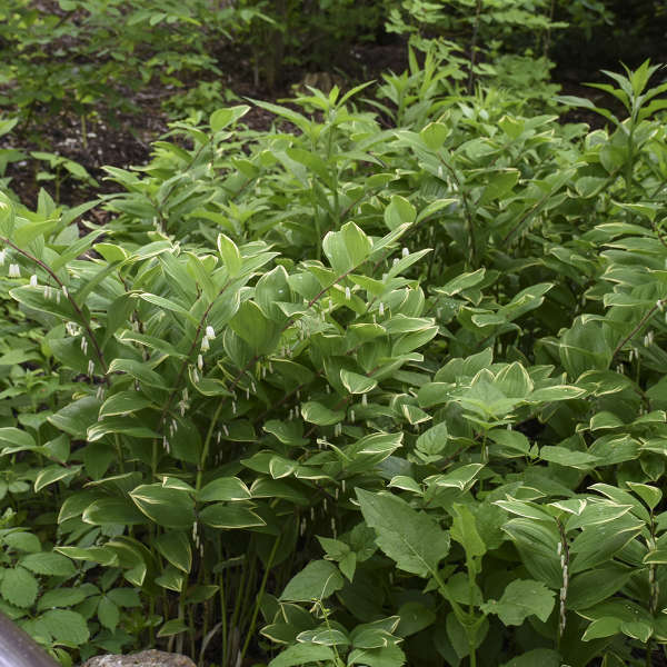 Solomon's seal plant in a nursery pot with arching green stems