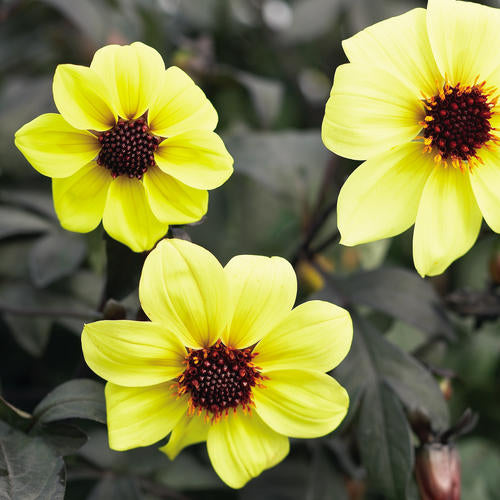 mystic illusion dahlia seeds Mystic Illusion Dahlia