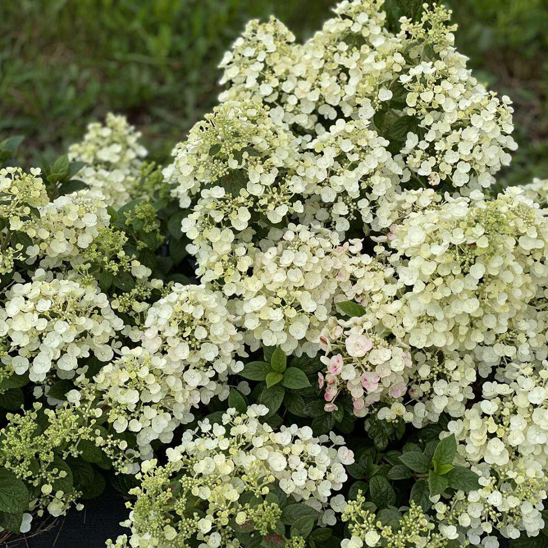 Tiny Quick Fire hydrangea with white flower clusters in pot