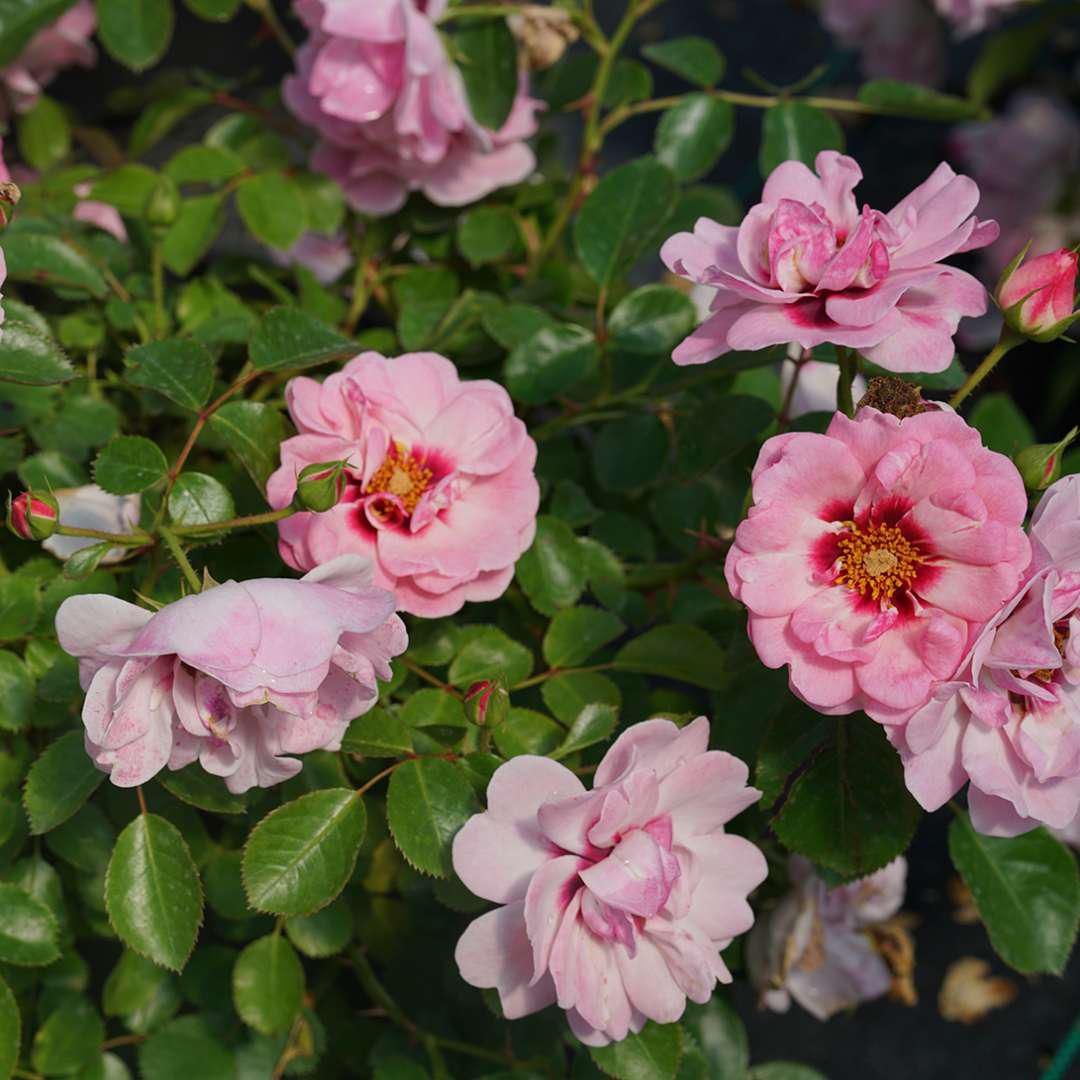 Pink double rose blooms on a green leafy plant in a pot