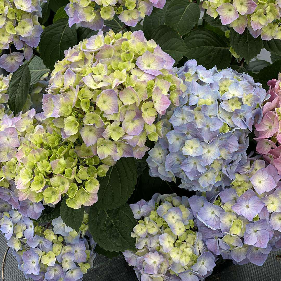 LET'S DANCE SKY VIEW® Hydrangea- reblooming – Creekside Nursery, Inc