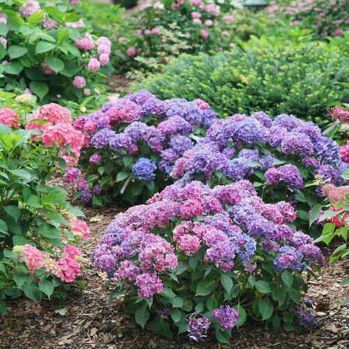 pink bigleaf hydrangea blooms in a nursery pot