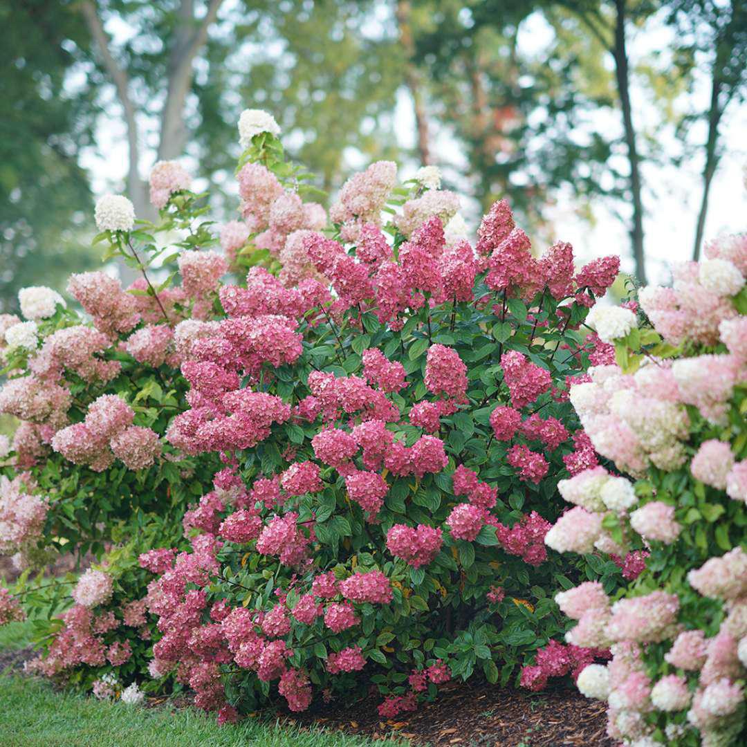 Fire Light panicle hydrangea with pink and white blooms
