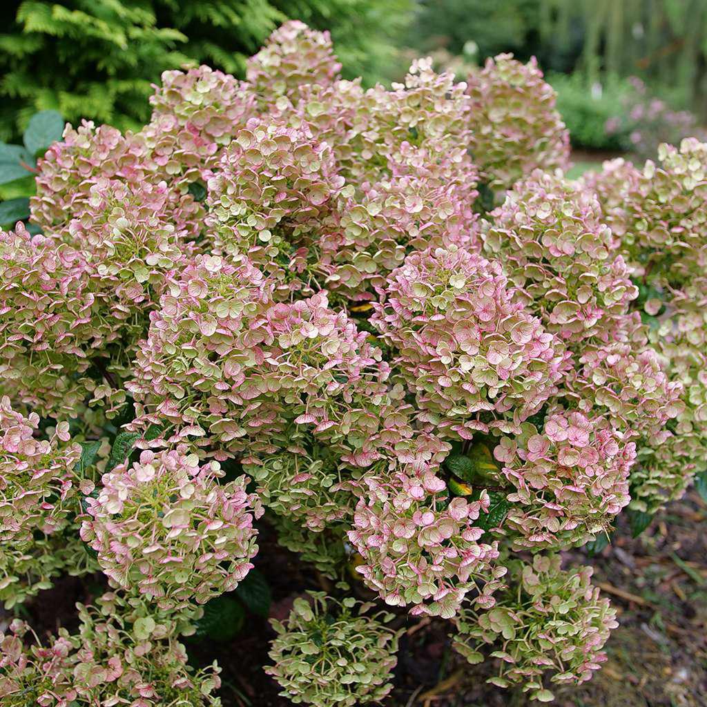 Tiny Quick Fire hydrangea with white blooms in a pot