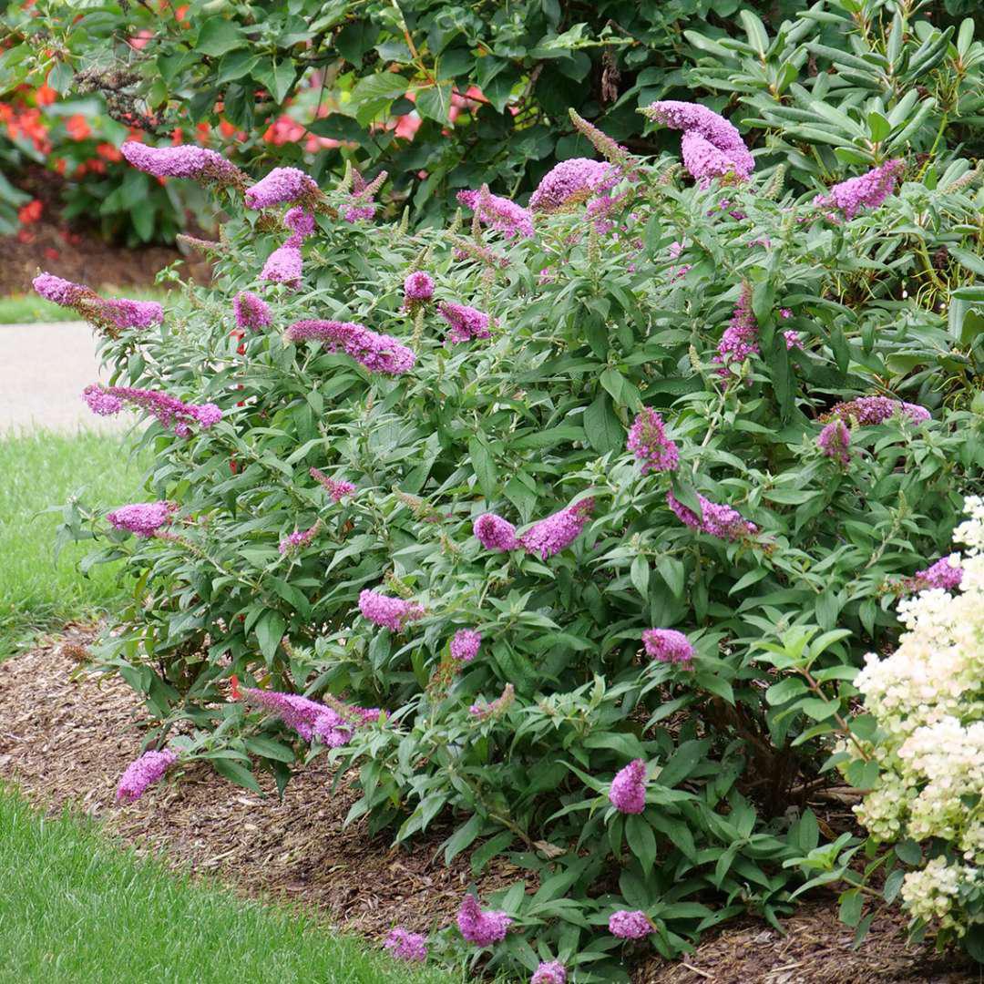 Pugster Pinker butterfly bush with pink flower spikes in a pot
