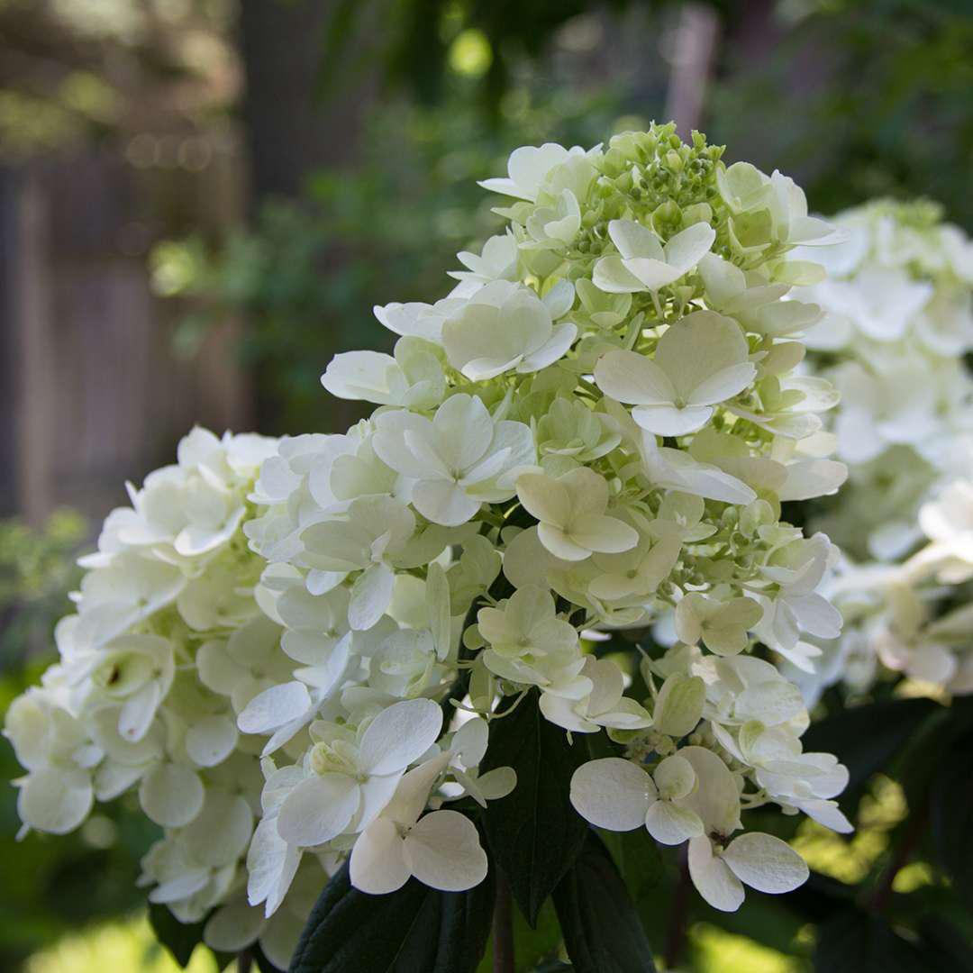 Fire Light panicle hydrangea with pink and white blooms