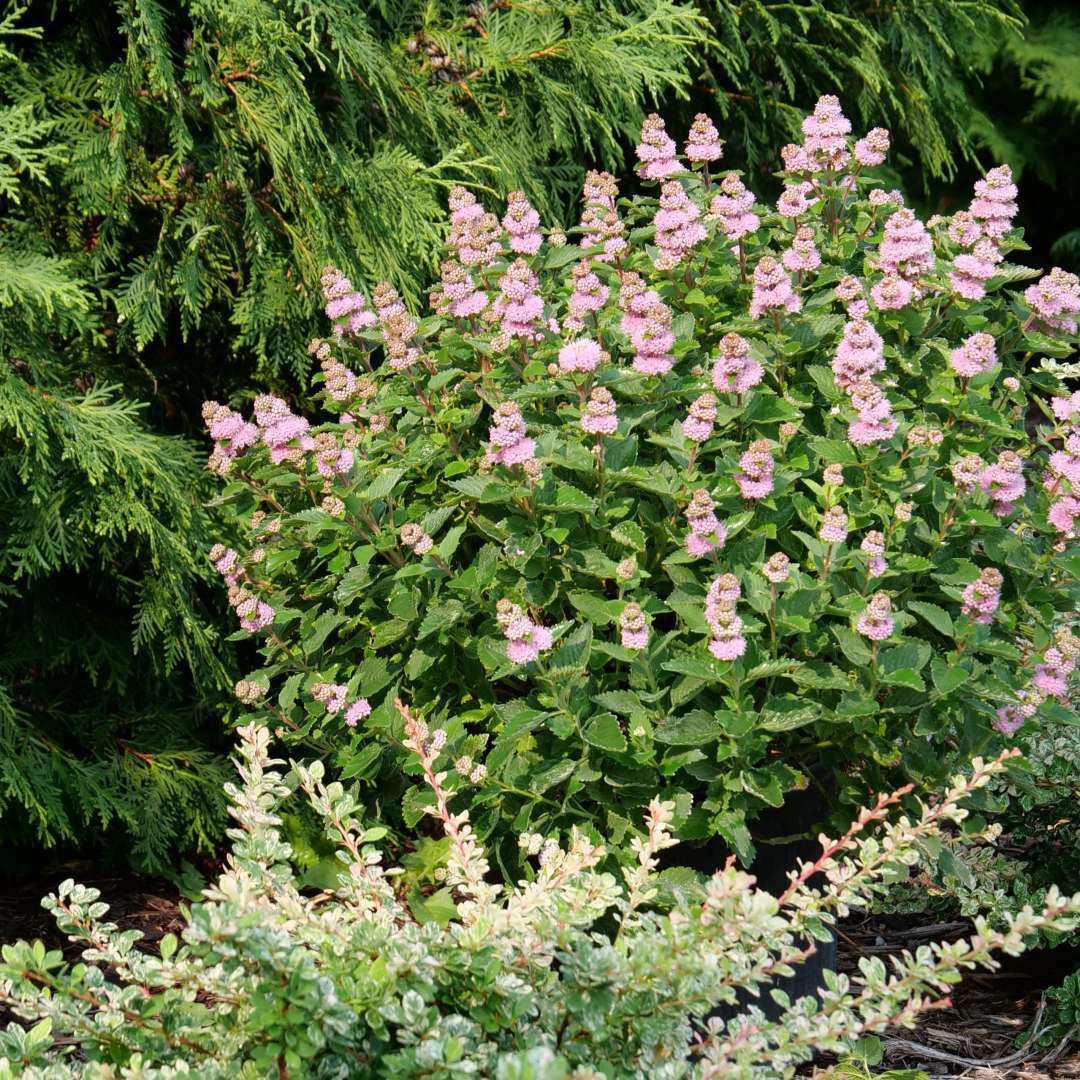 Bluebeard with pink flowers in a nursery pot