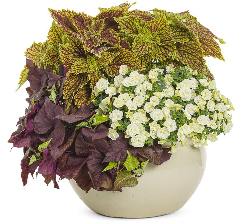 Sweet Caroline Sweetheart Mahogany sweet potato vine in a pot