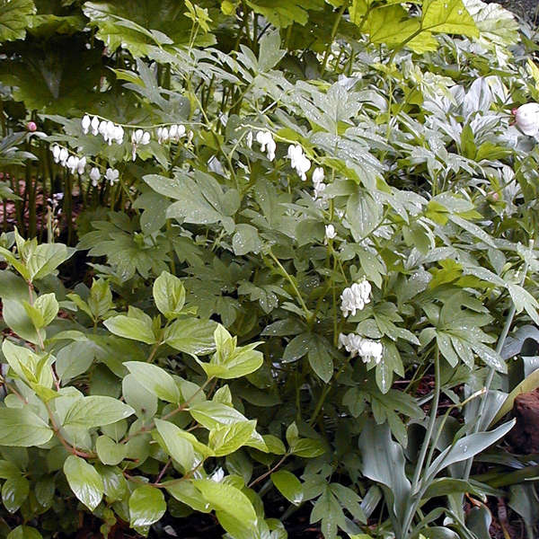 Alba dicentra with white blooms in a garden pot
