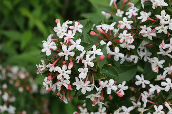 SWEET EMOTION BLAZE abelia in a nursery pot