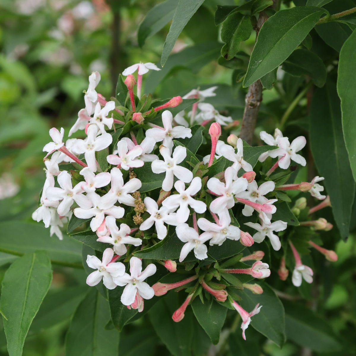 Sweet Emotion Blaze™ abelia in a nursery pot