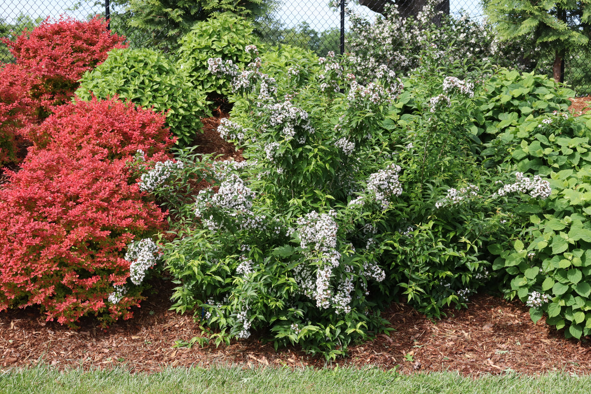 Sweet Emotion Blaze abelia in a nursery pot