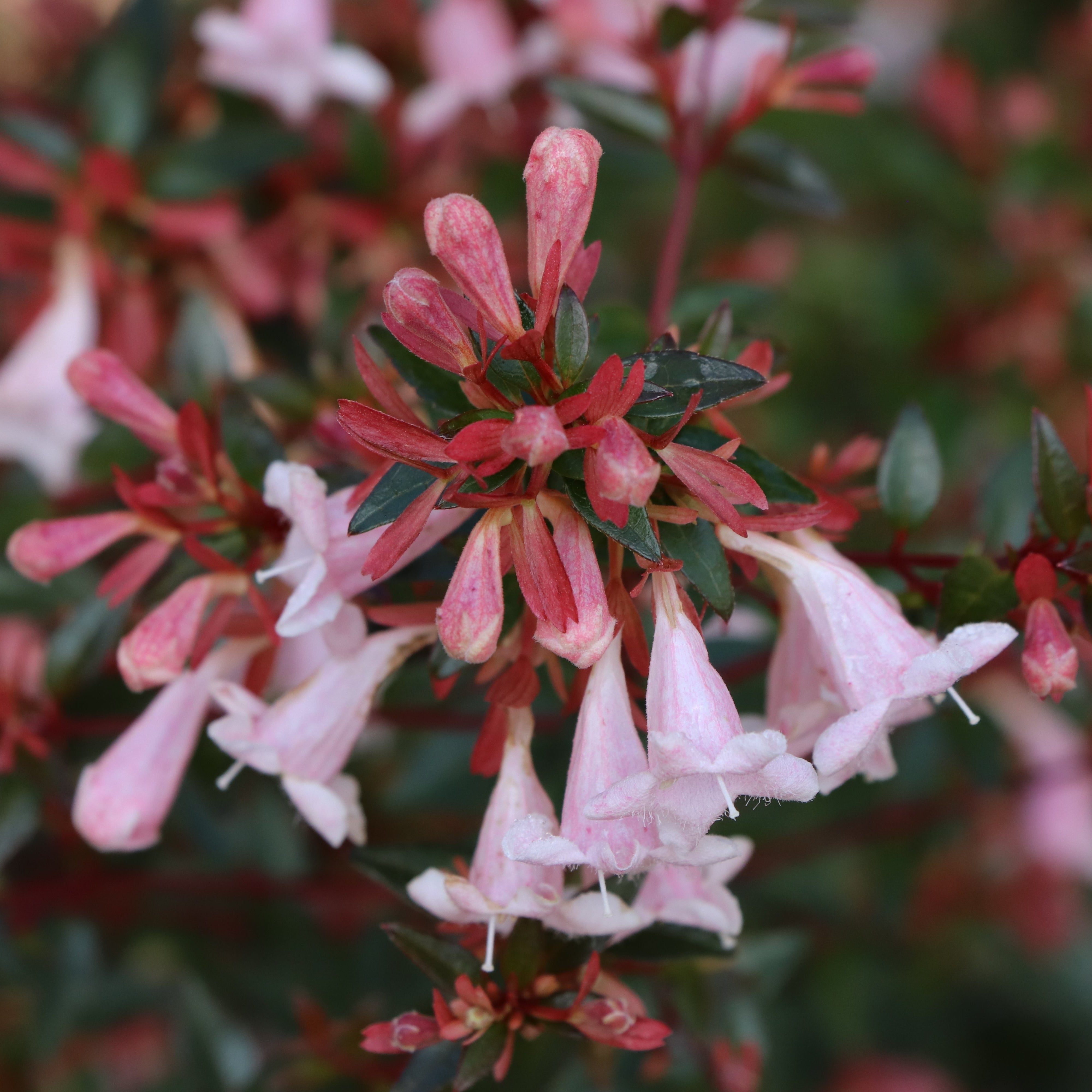PINK PIÑATA™ Abelia | Proven Winners® – Creekside Nursery, Inc