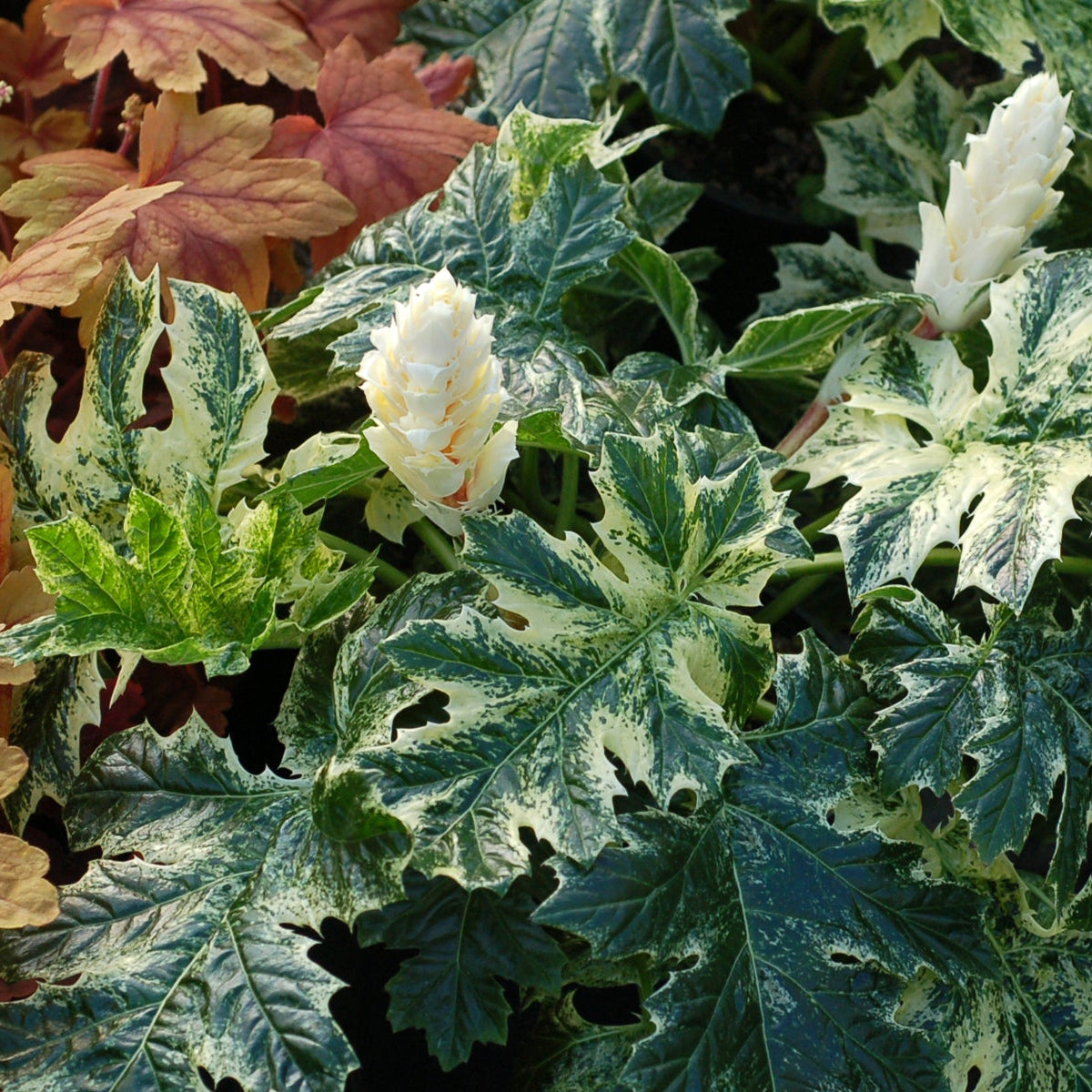 Whitewater acanthus with green leaves in a pot