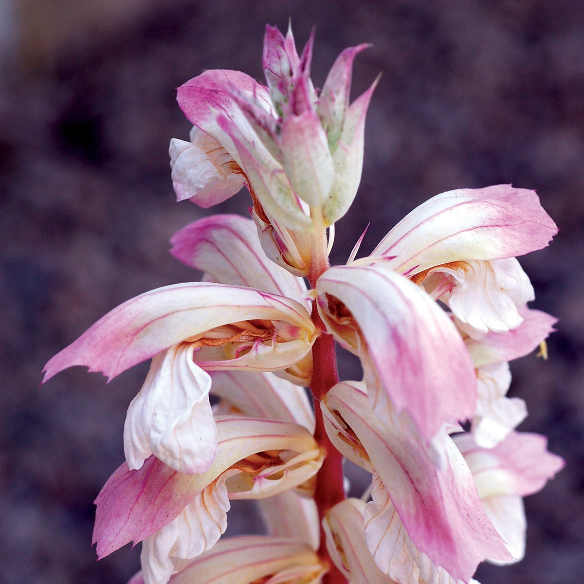 Whitewater acanthus plant in a nursery pot
