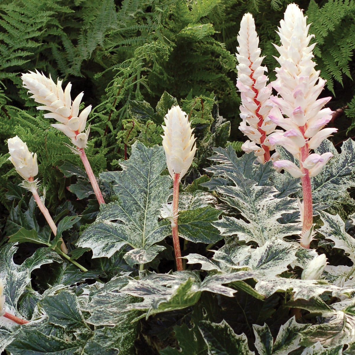 Whitewater acanthus plant in a container with green leaves