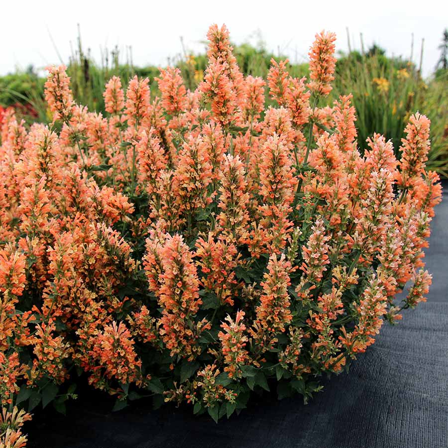 Agastache ‘Peach Pearl’ | Creekside Champions™