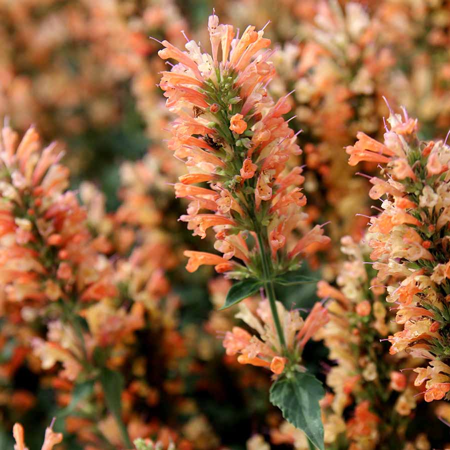 Agastache ‘Peach Pearl’ | Creekside Champions™