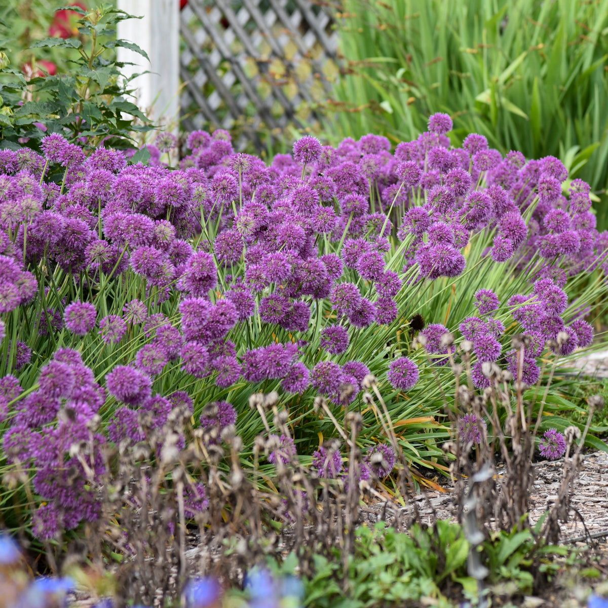 Lavender Bubbles allium with purple spherical blooms