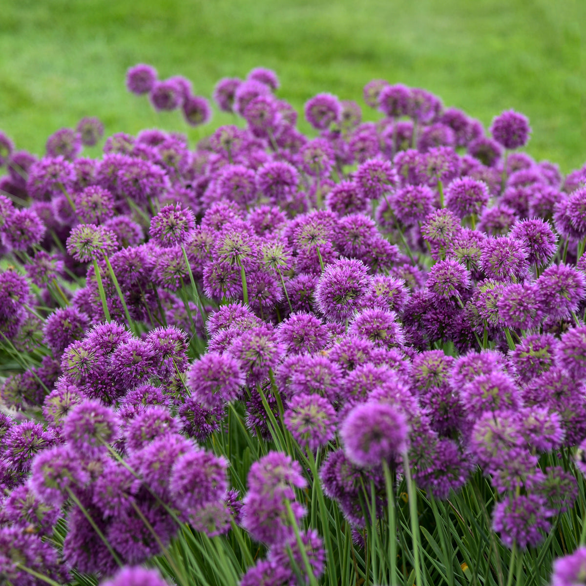 Lavender Bubbles allium with purple flower clusters