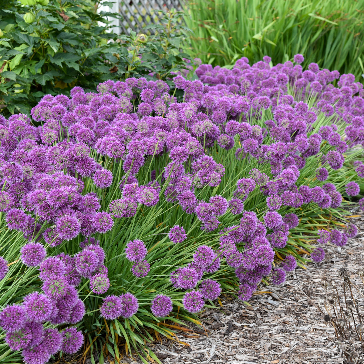 Lavender Bubbles allium blooms in a garden setting