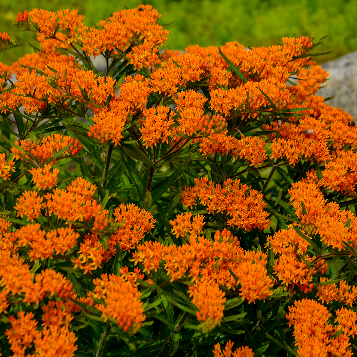 Butterfly weed with orange flowers in a nursery pot