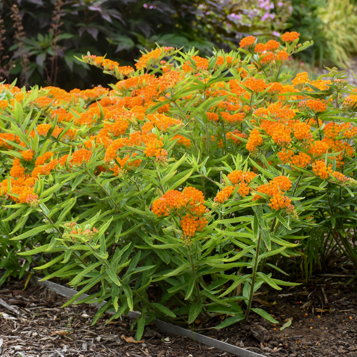 Butterfly weed with bright orange flowers in a pot