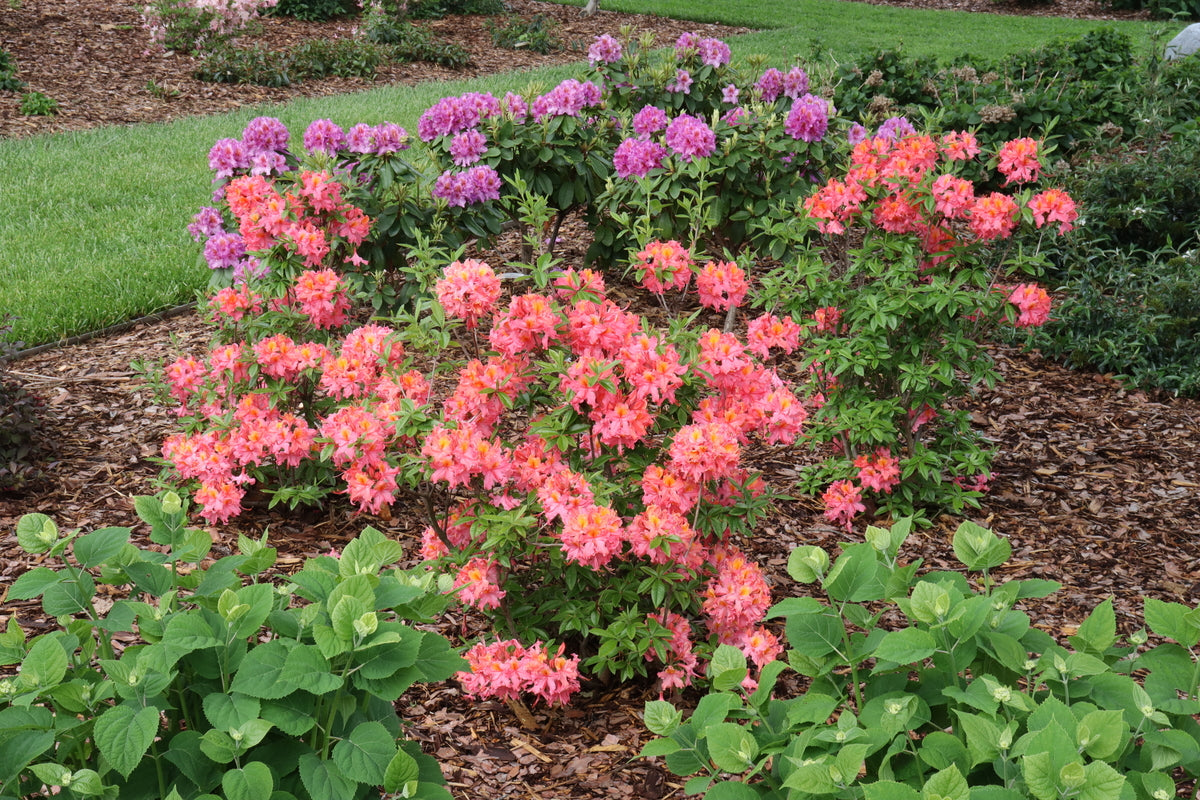 Coral azalea plant with blooms and green leaves in pot