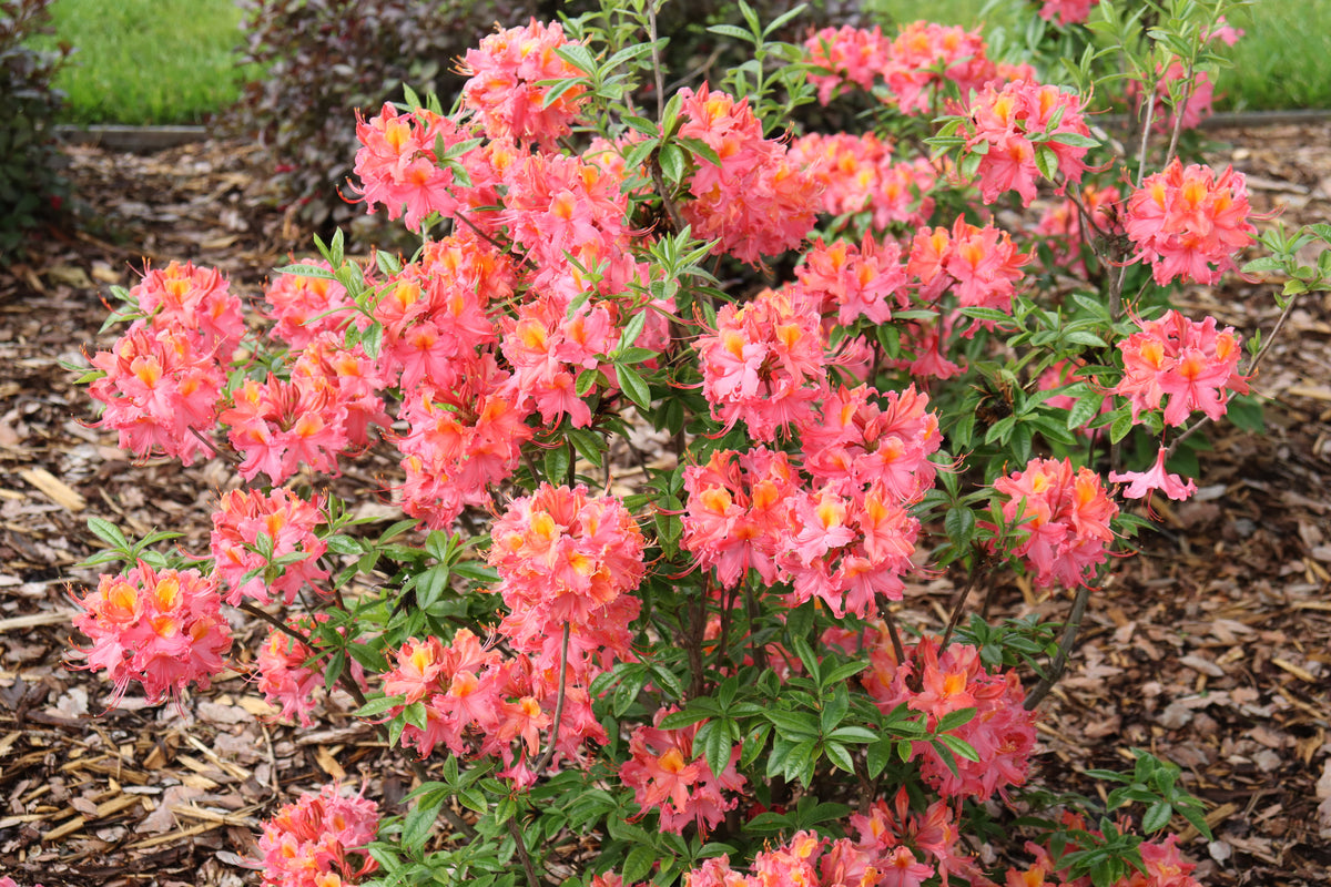 Sweet Reward coral azalea with pink blooms in a pot