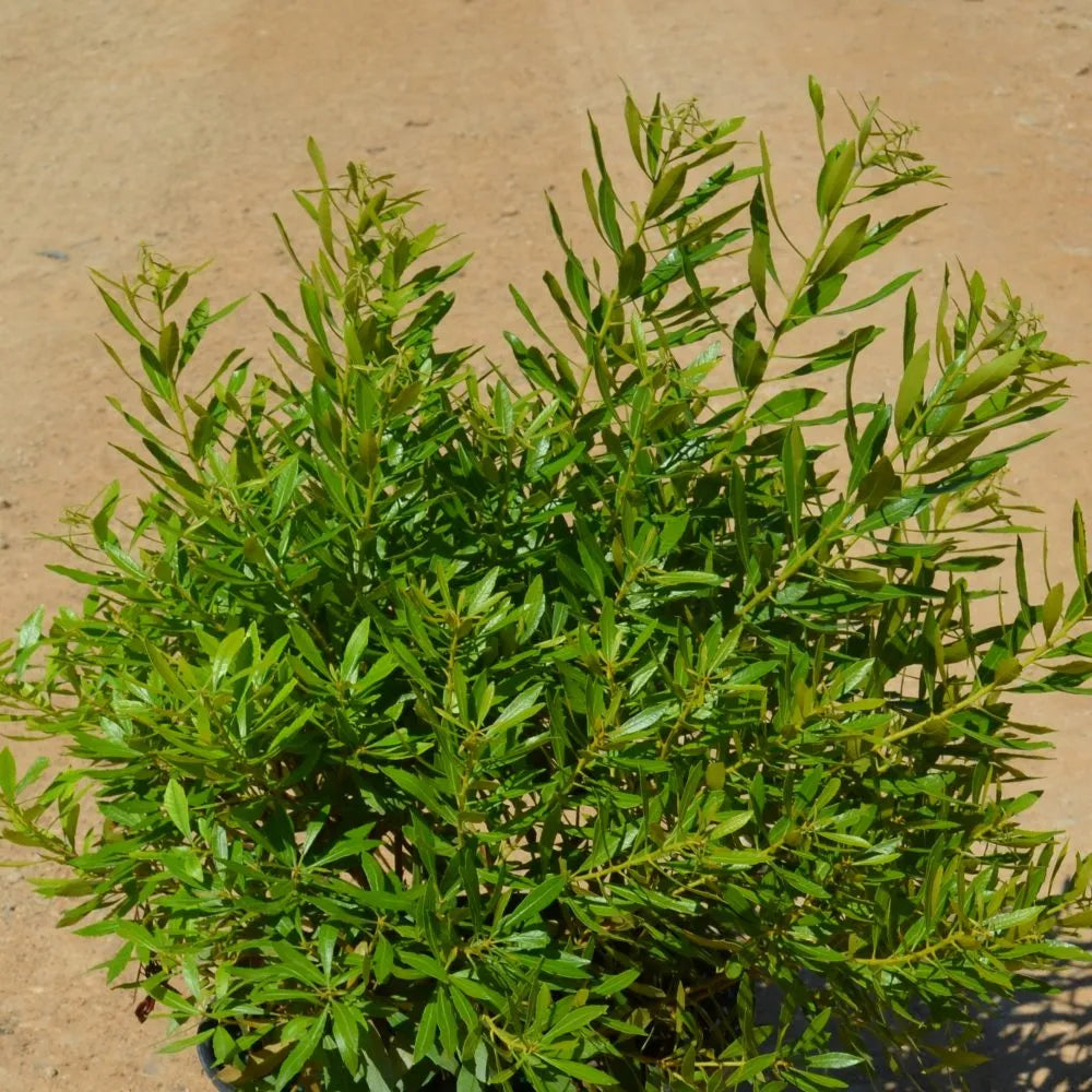 Bayside Bonito Southern Wax Myrtle in a nursery pot