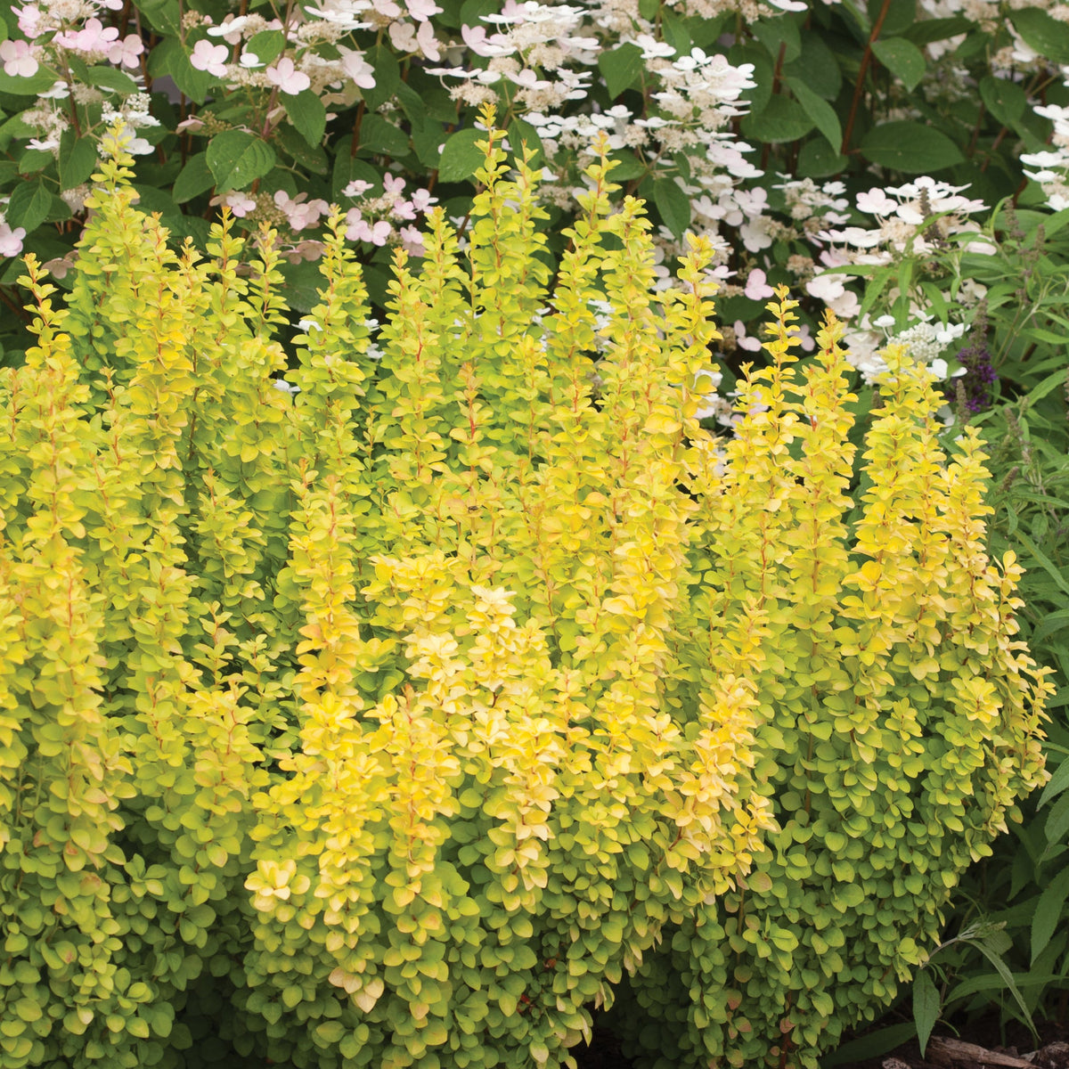 SUNJOY GOLD PILLAR barberry in upright yellow foliage