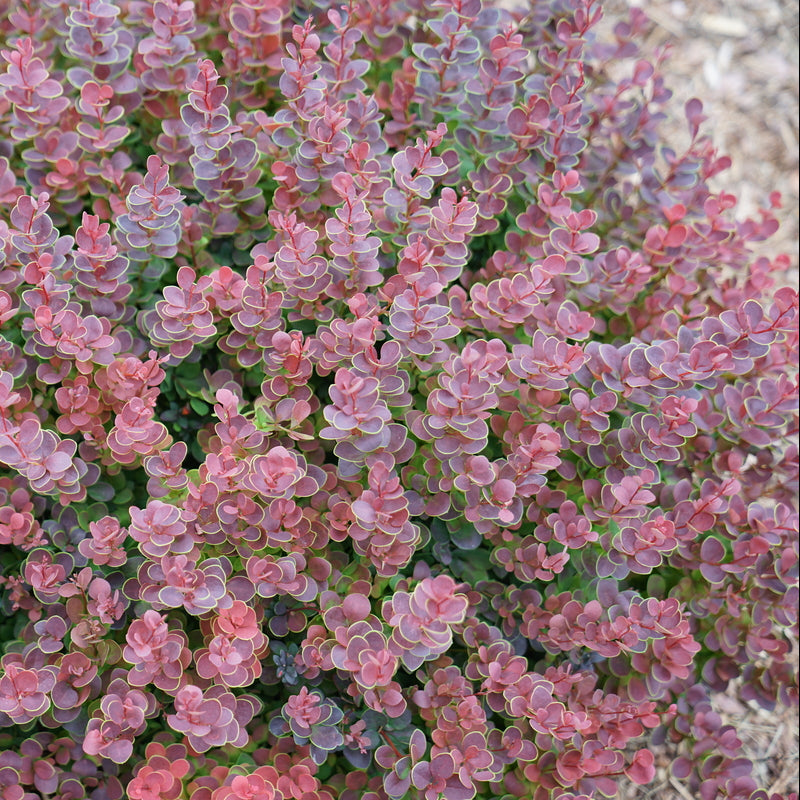 Sunjoy Mini Maroon barberry in a nursery pot