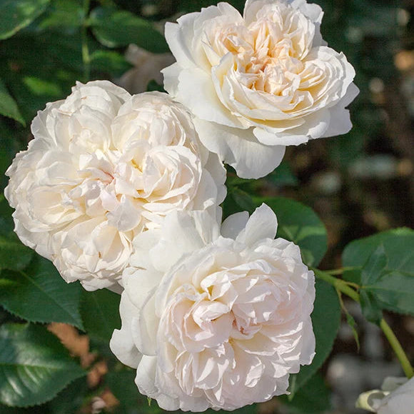Bolero rose with pink blooms in a nursery pot
