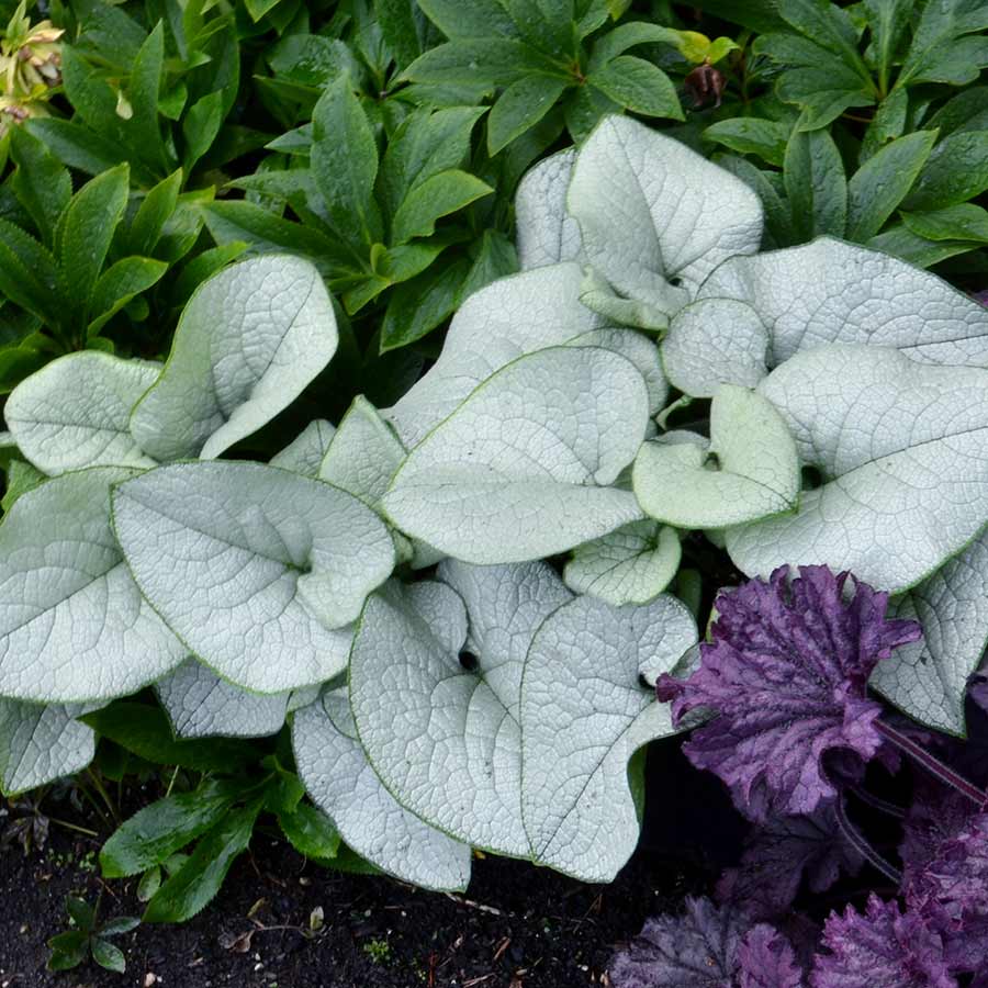‘Alexandria’ brunnera in a nursery pot