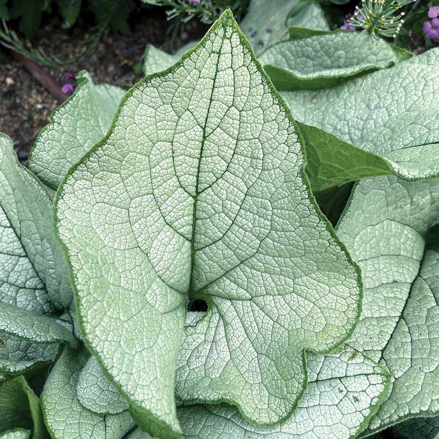 ‘Alexandria’ brunnera in a nursery pot