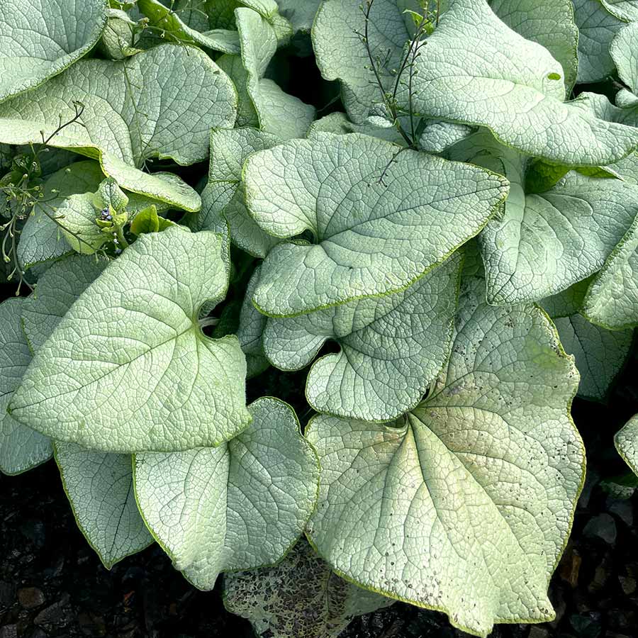 ‘Alexandria’ brunnera in a nursery pot