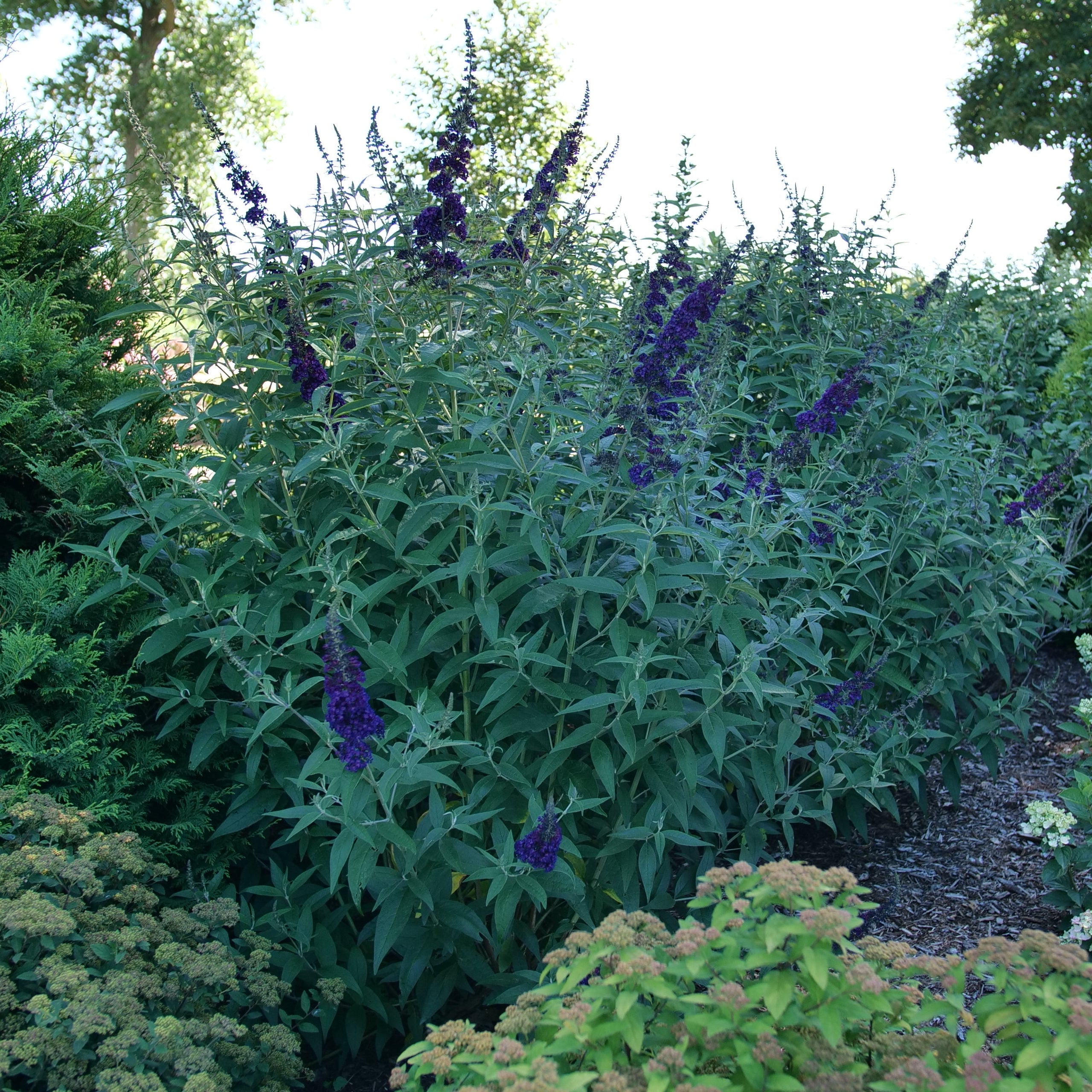 DARKEST NIGHT™ Butterfly Bush | Proven Winners® – Creekside