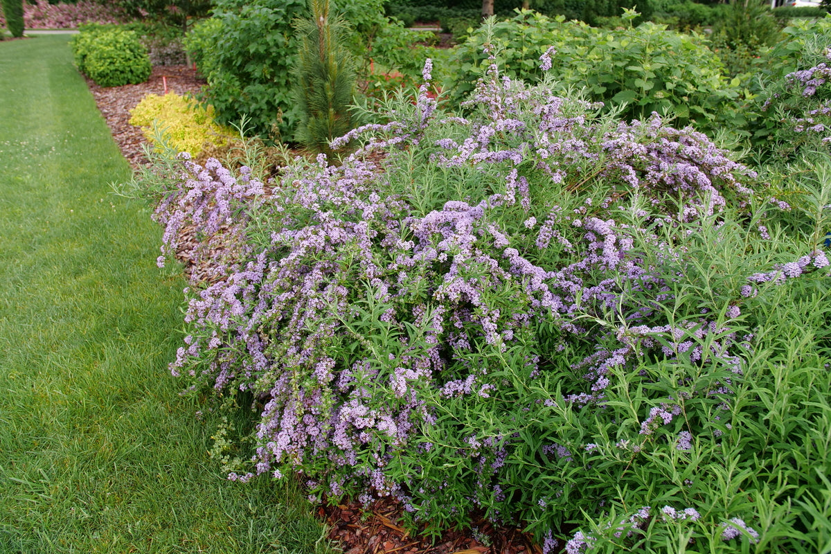 Mop Top fountain butterfly bush in a nursery pot