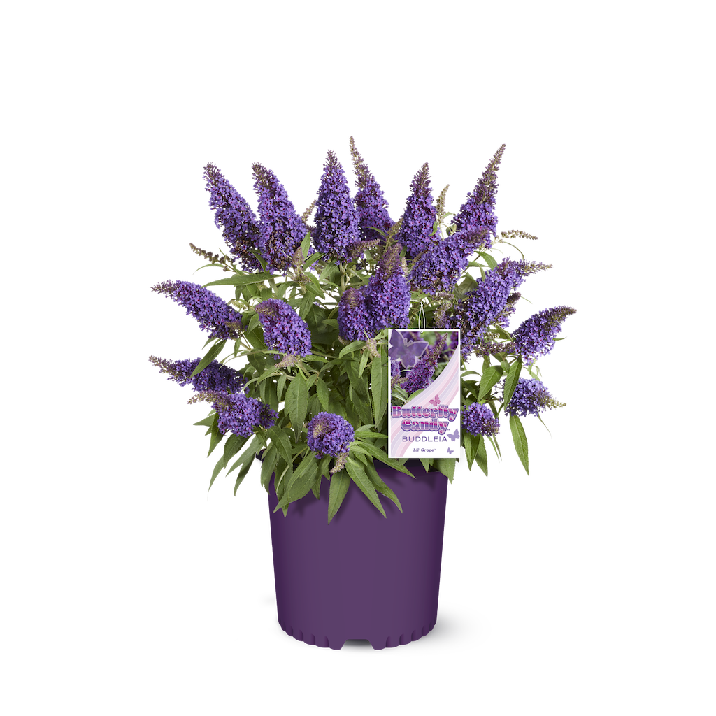 Li'l Grape butterfly bush in a nursery pot