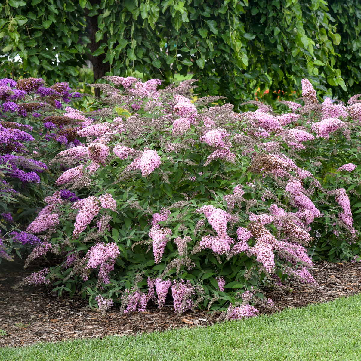 Pink Cascade II buddleia with pink flower spikes in pot