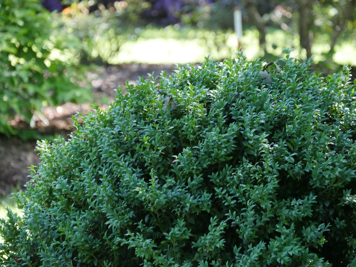 NORTH STAR Boxwood in a nursery pot