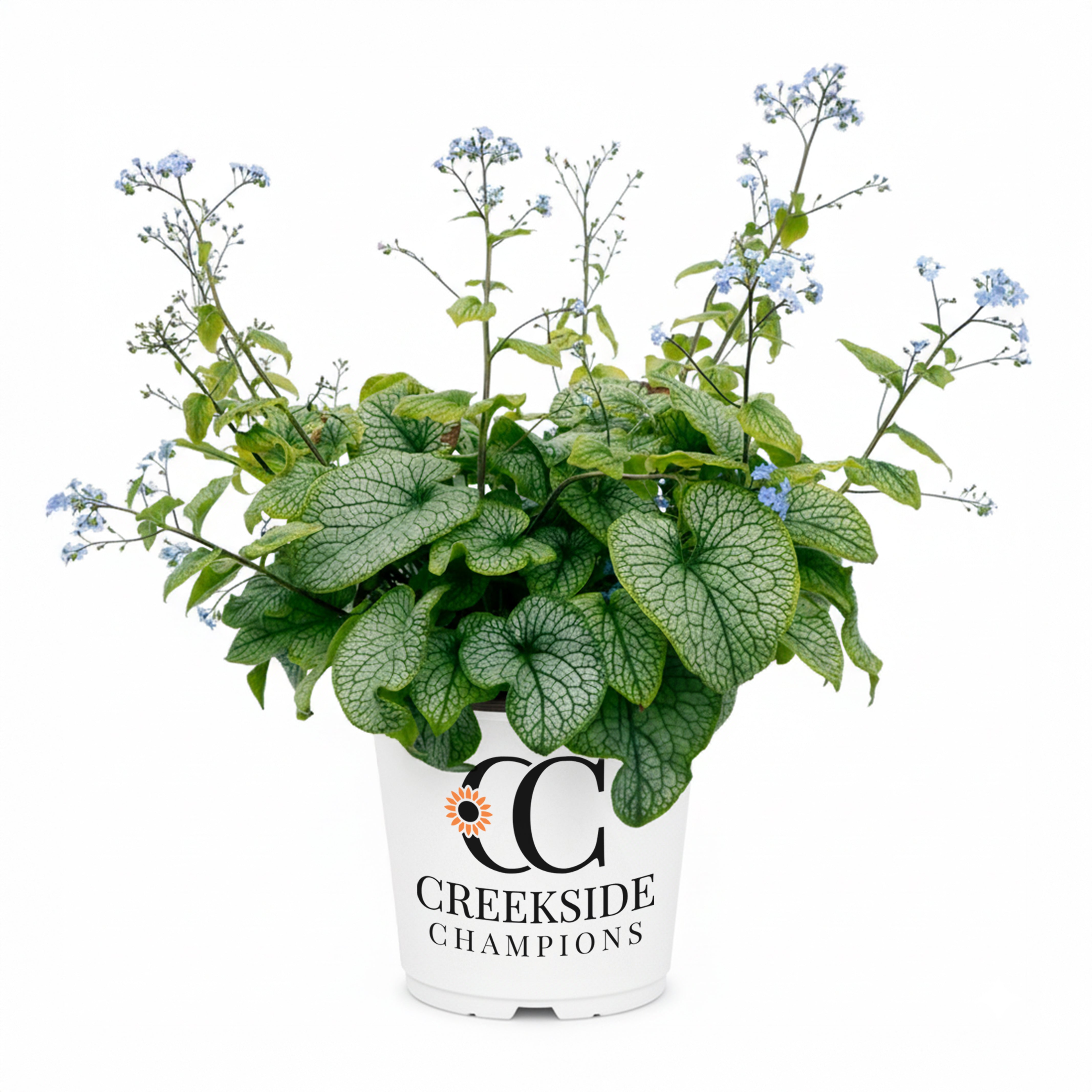 Alexander's Great' Brunnera | Creekside Champions™ – Creekside