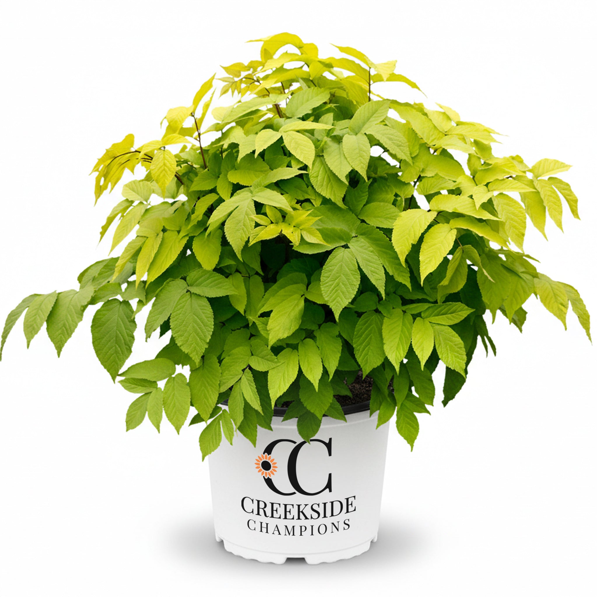 Sun King' Aralia