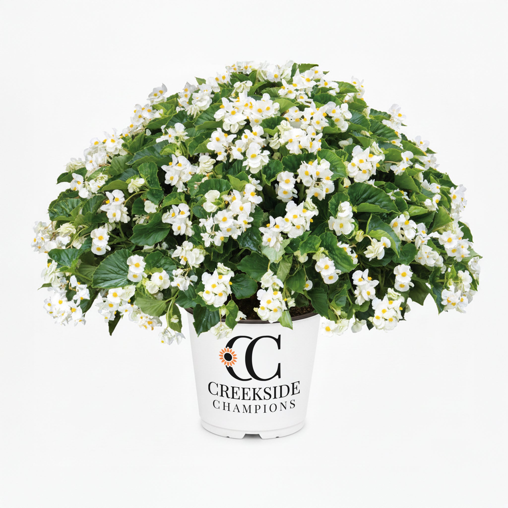 Dragon Wing® White Begonia | Creekside Champions™ – Creekside