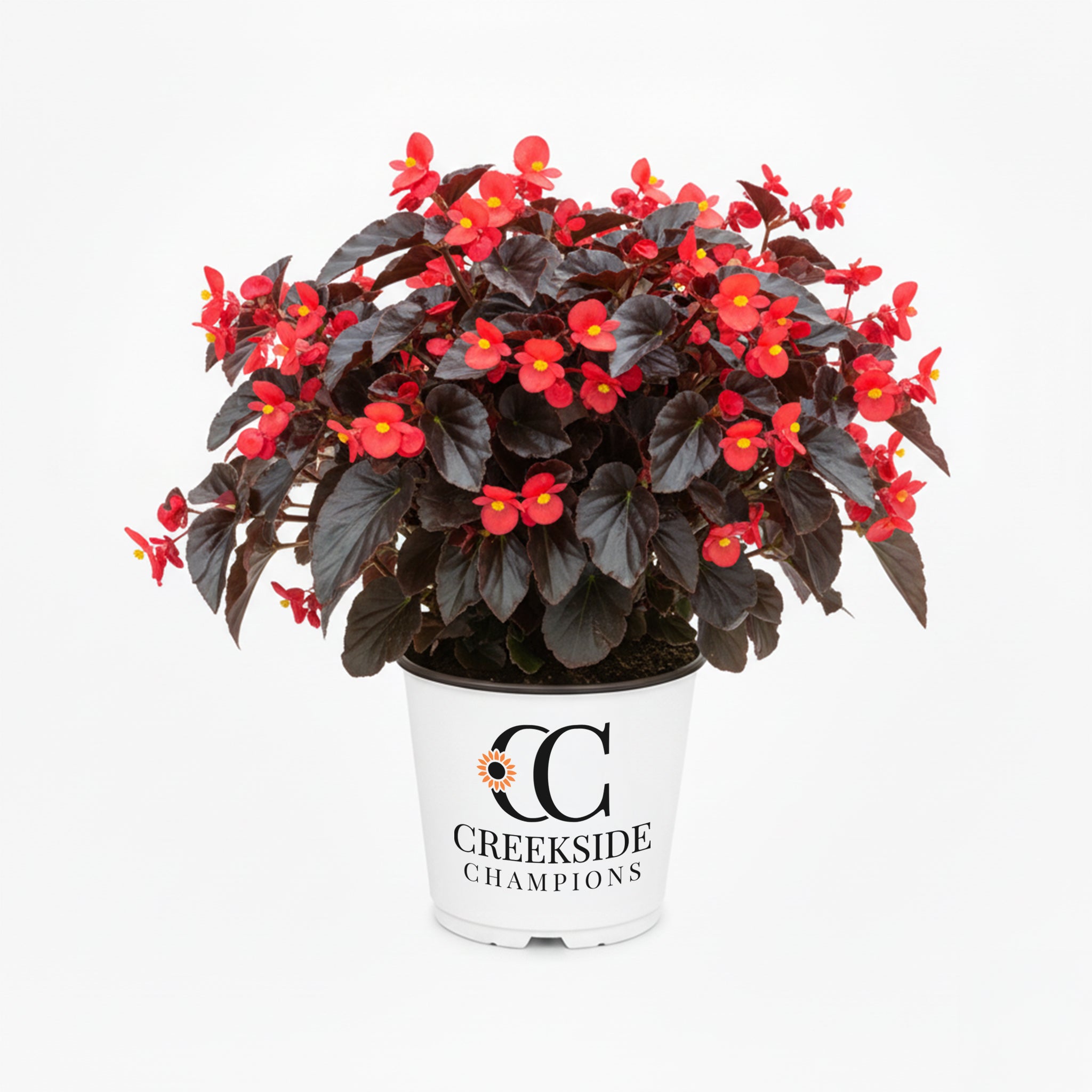 Viking® XL 'Red on Chocolate' Begonia | Creekside Champions