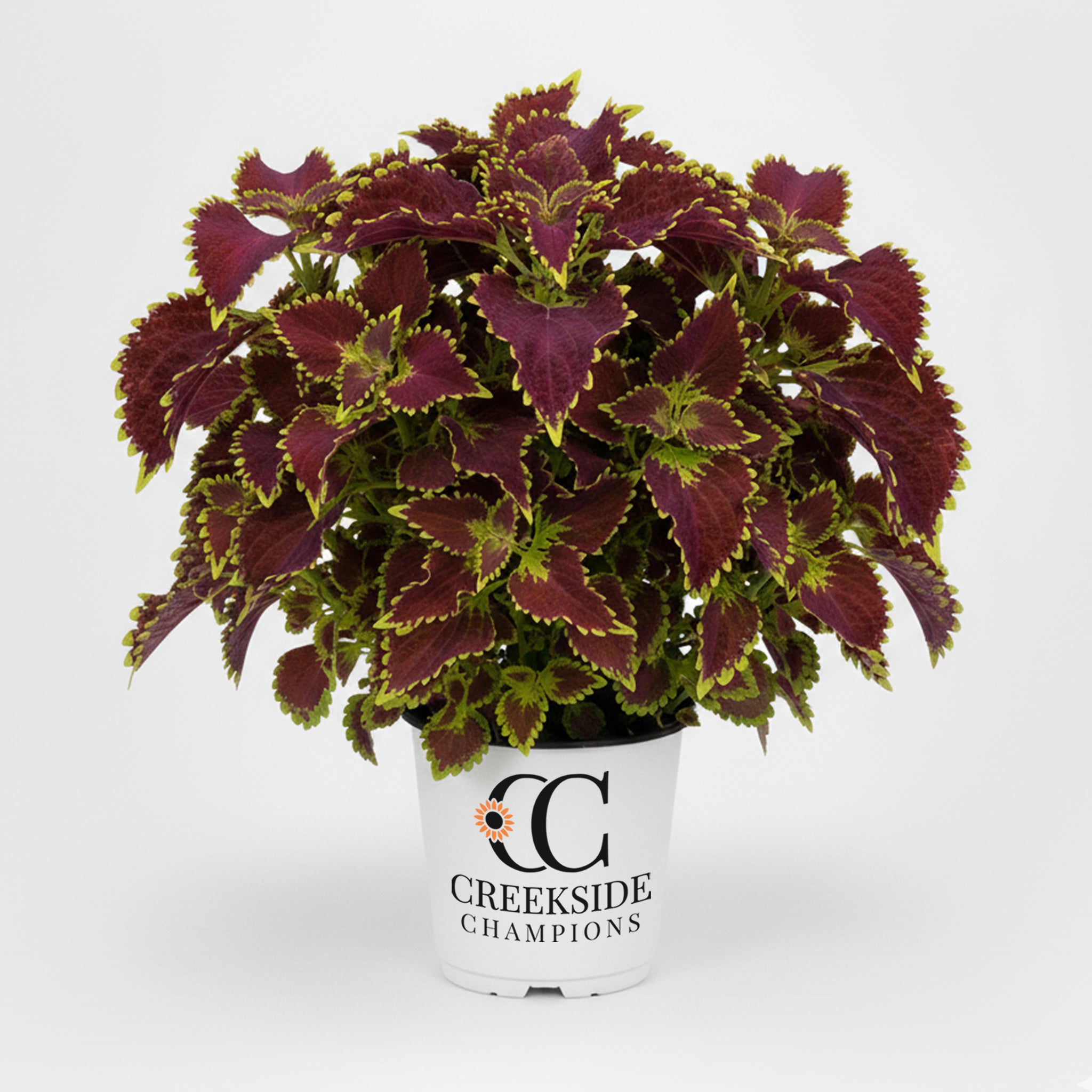 Main Street Bourbon Street' Coleus