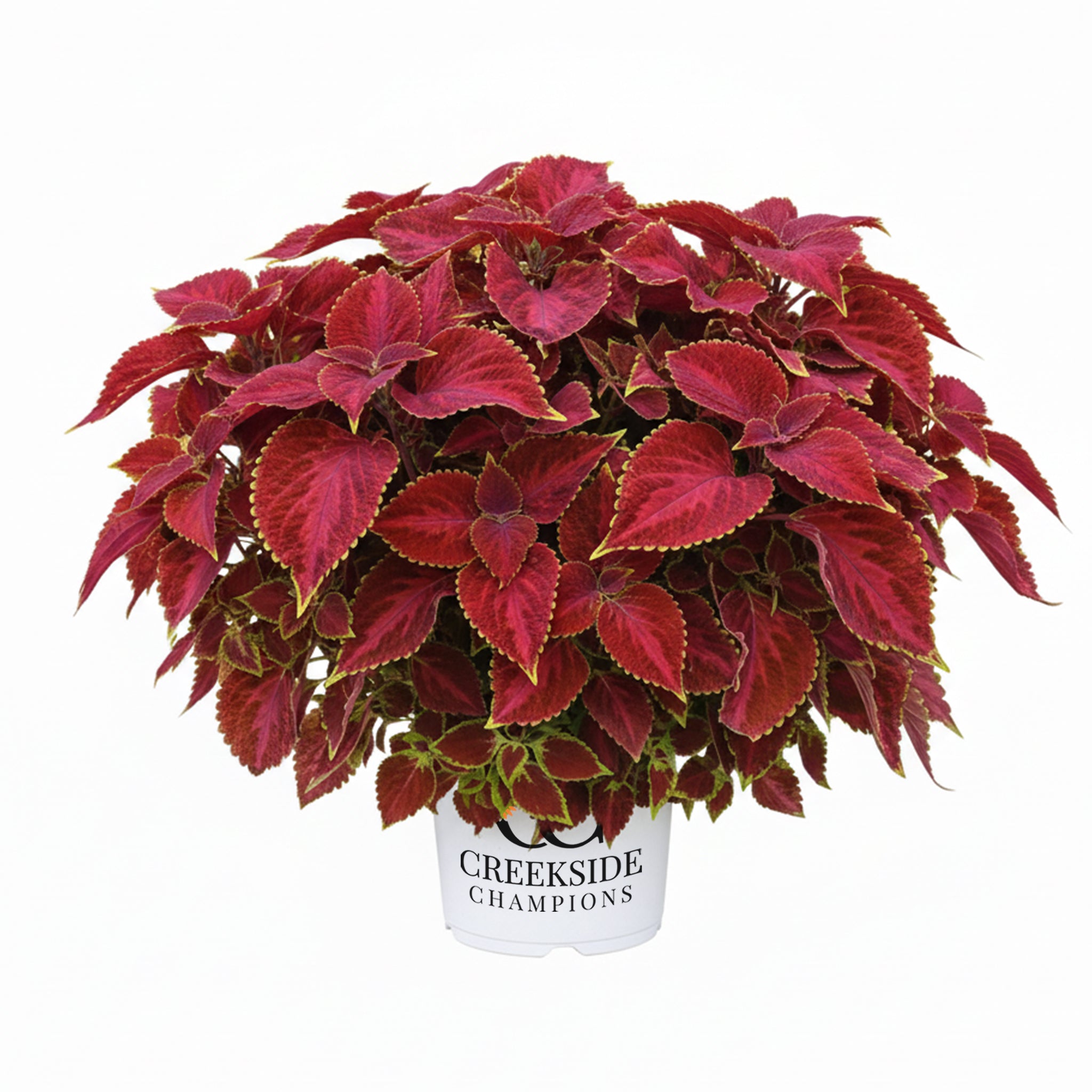 Main Street Oxford Street' Coleus | Creekside Champions