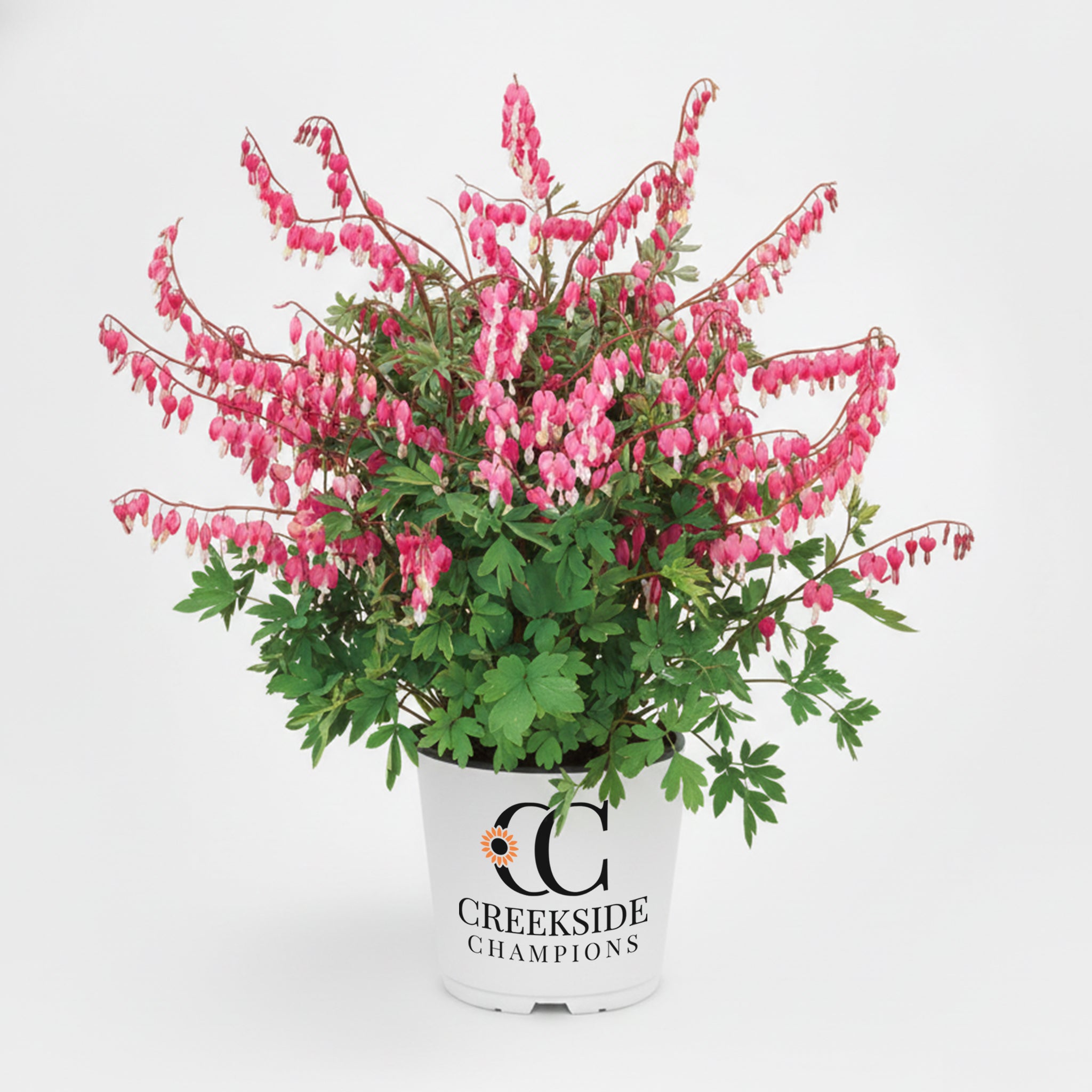 Spectabilis' Dicentra | Creekside Champions™ – Creekside Nursery, Inc